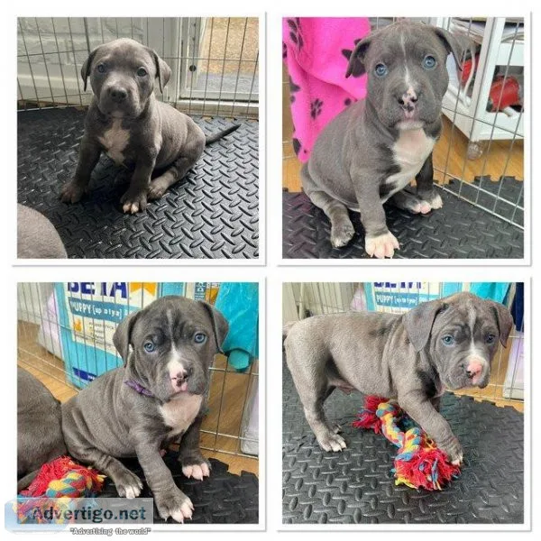 These are some stunning and thick pups.