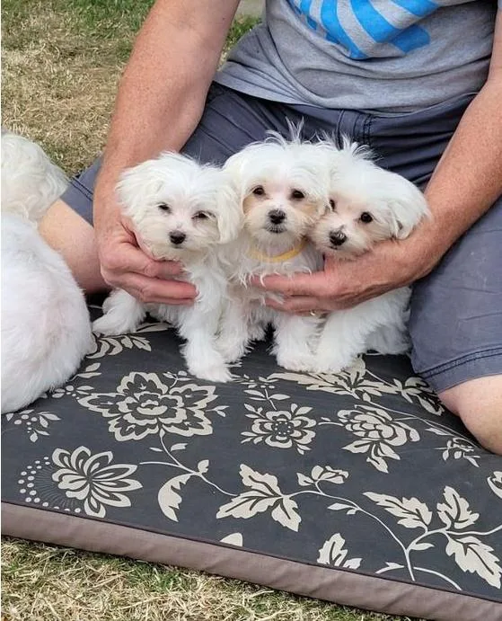 AKC Maltese Beautiful Natured Puppies