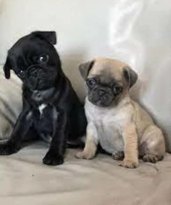 quality Pug puppies