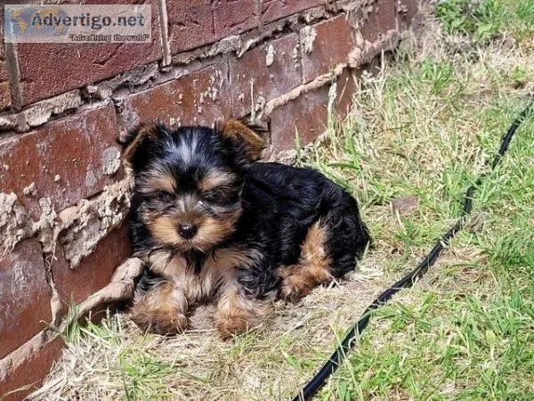 10weeks old microchiped Yorkshire terrier