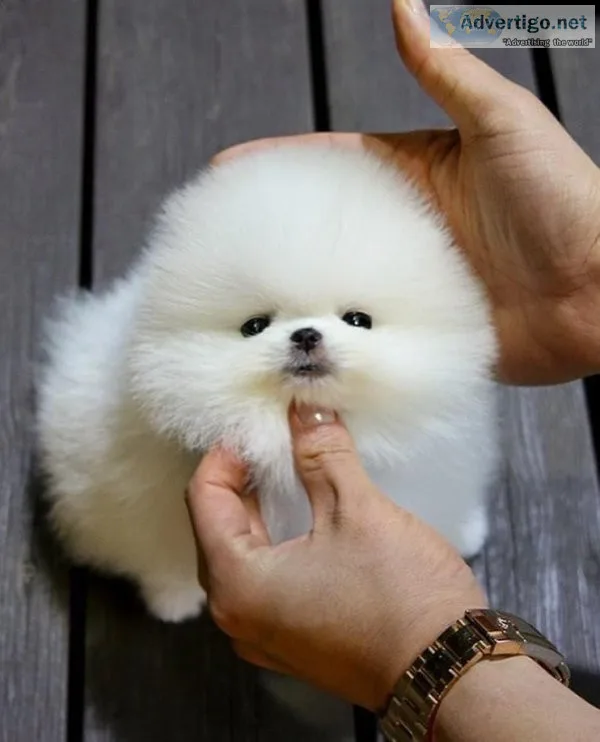 ADORABLE  POMERANIAN PUPPIES FOR SALE