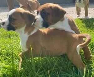Stunning Red Boxer Puppies
