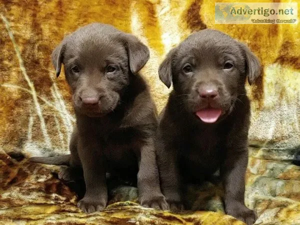 AKC Champion Bloodline Lab Puppies