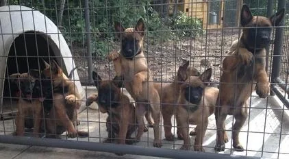 Belgian Malinois Puppies Available