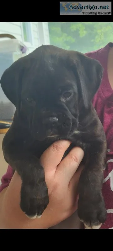 AKC Boxer puppies