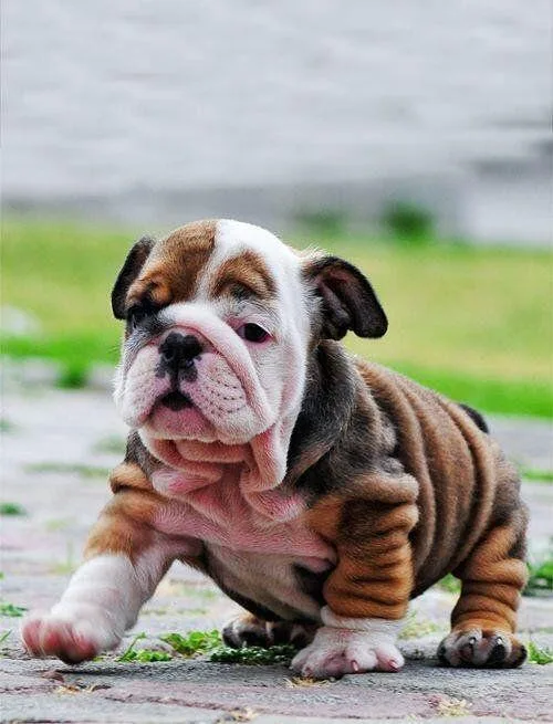 Bulldog