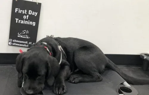Sit means sit dog training of fairfield