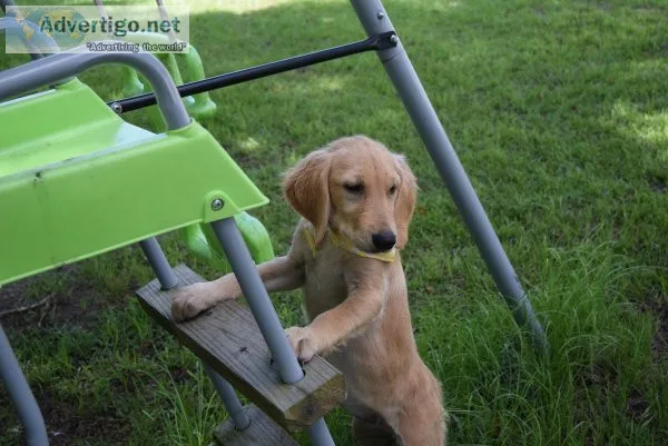 CKC Golden retriever
