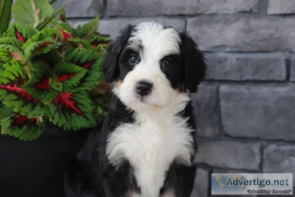 lacy bernedoodle