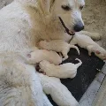 Great Pyrenees puppies ready Sept 18