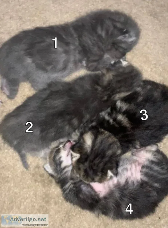 6 week old kittens