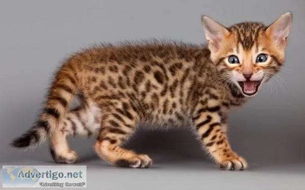 Purebred Bengal kittens ready to go home