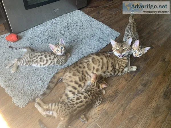 Bengal kittens