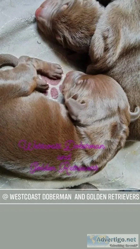 Doberman puppies