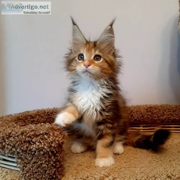 partly Maine Coon