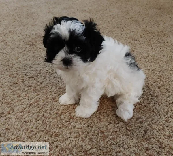 Shicon puppies