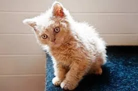 Expecting litter Selkirk rex kittens