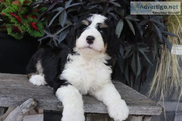 willow bernedoodle