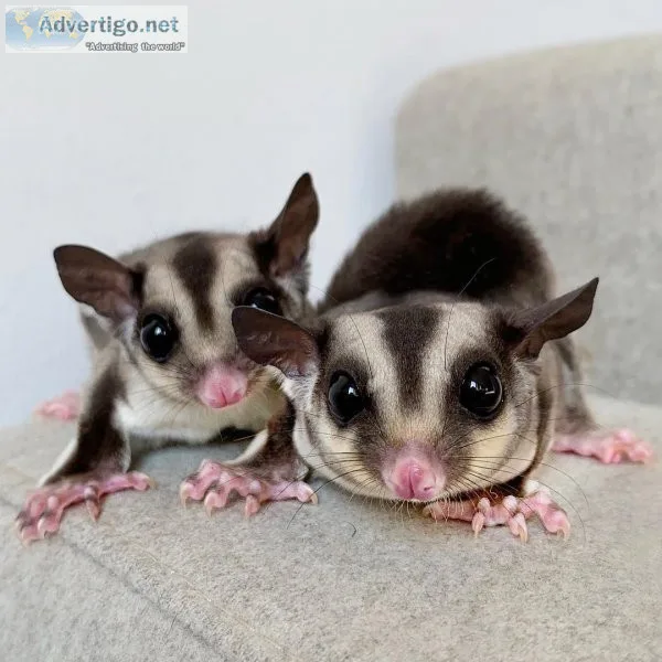SUGARGLIDERS