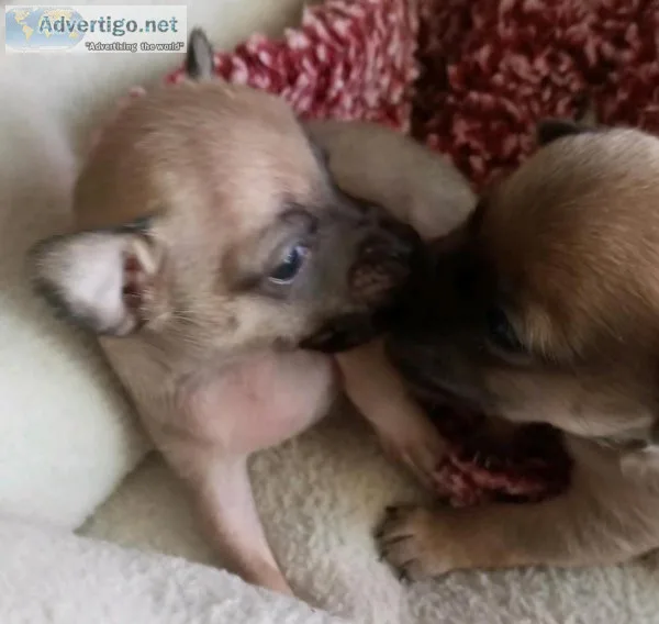 2 Tiny Male Chihuahua 400