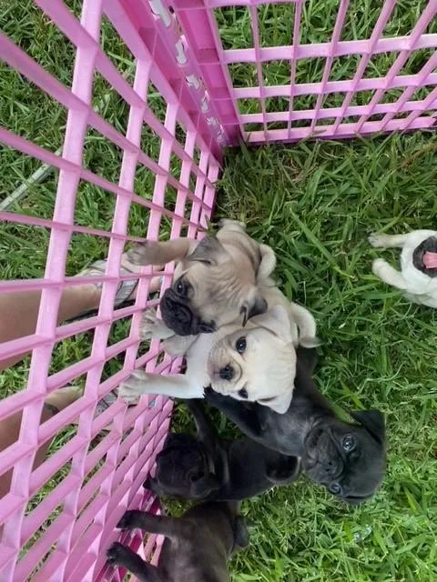 pug pupppies