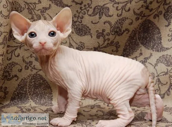 Sphynx kittens looking for their forever home