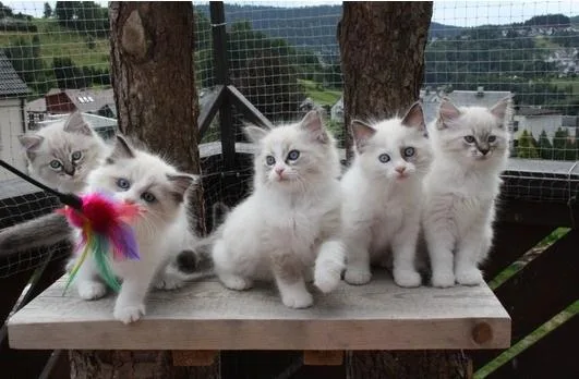 Ragdoll kittens Lynks point and seal point