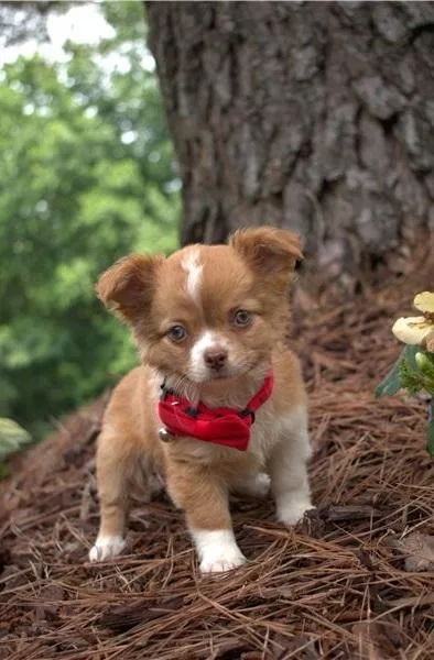 chihuahua looking for new forever home 200