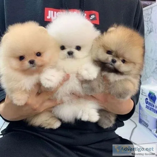 Marvelous Pomeranian