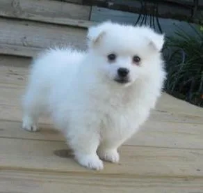3 American Eskimo Puppies