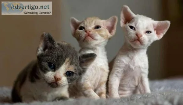 TICA Reg Devon Rex Kittens