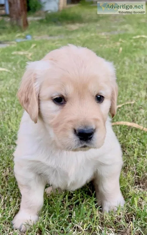 Golden Retriever Puppies
