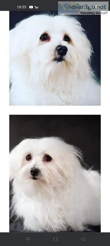 Beautiful Pure Tiny Maltese Puppies