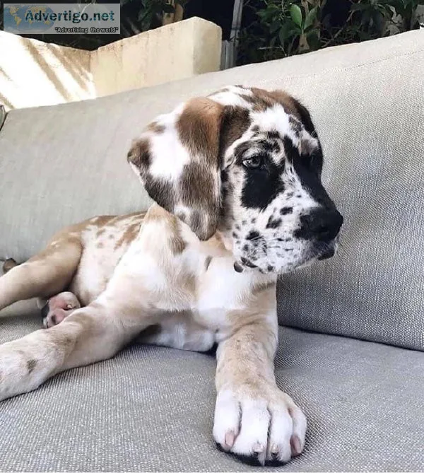 Greatdane puppies