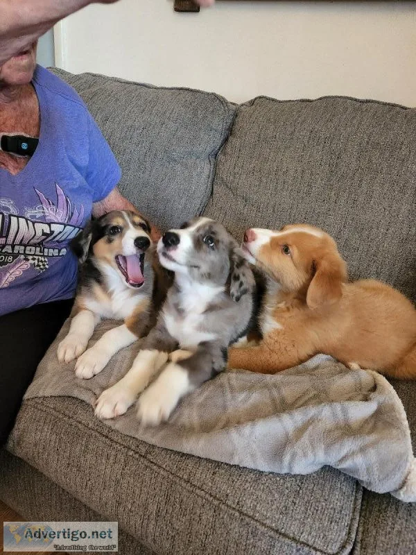 3 male Australian Shepherds