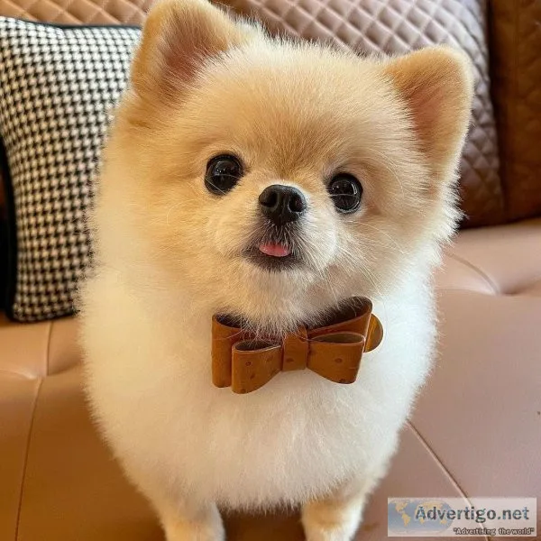 Pomeranian puppy