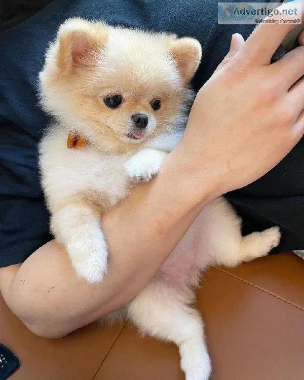 Adorable Pomeranian Puppies