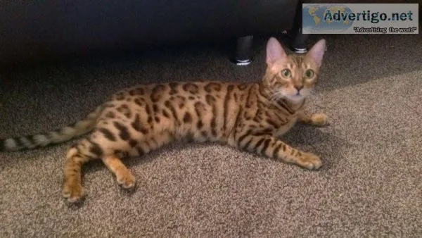 bengal kittens for sale
