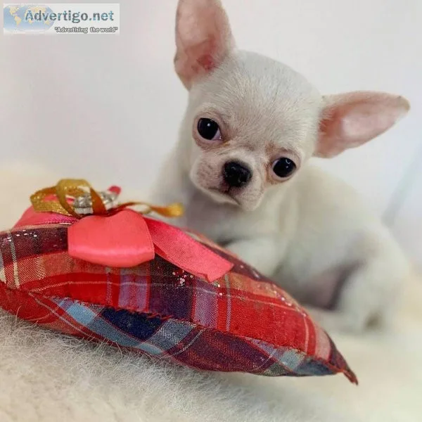 Teacup chihuahua puppies