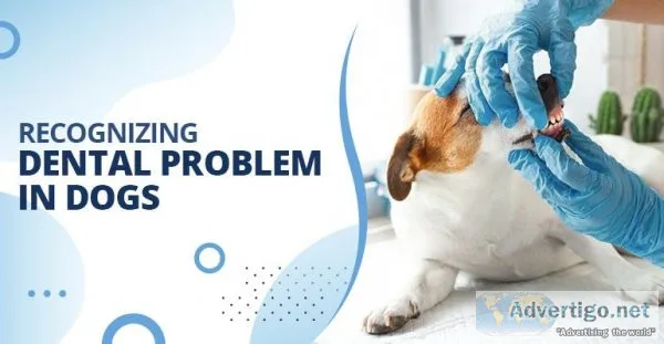 How do I know if my dog has any dental problem