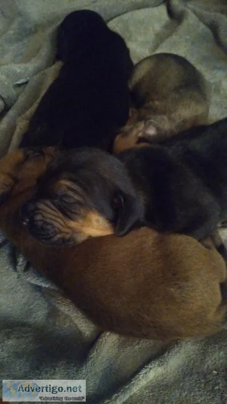 Presa bully mastiff pups