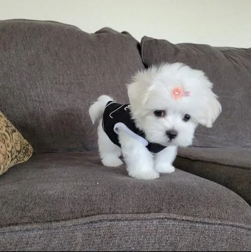 Cute and Adorable Maltese Puppies