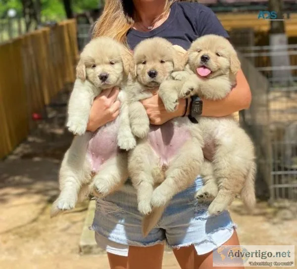 Purebred Golden Retriever Puppies