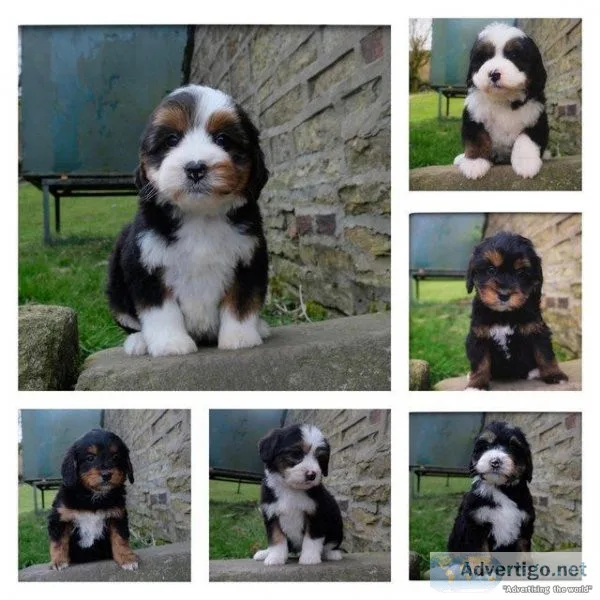 Australian Bernedoodle Puppies - Extensively Health Tested