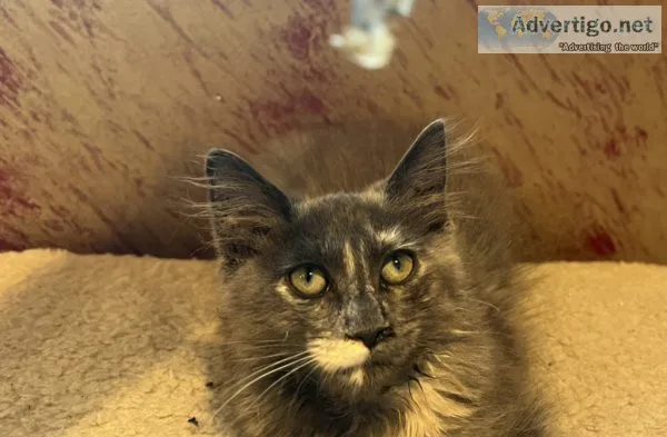 Very affectionate Torti kitty for adoption