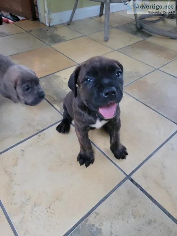 Cane Corso Italian Mastiff Puppies