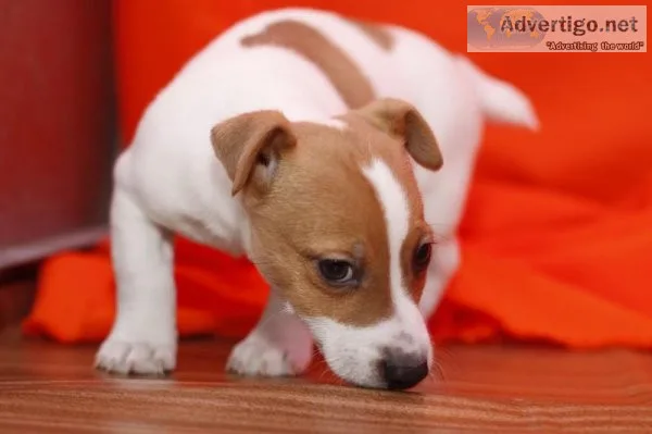 Jack russell terrier puppies