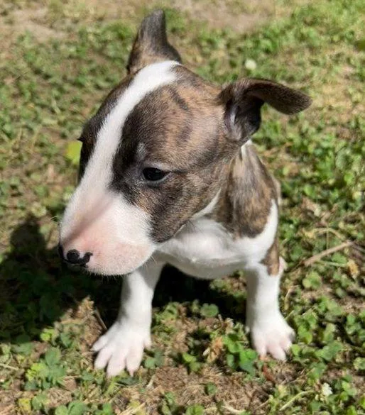 AKC Bull Terrier Puppies Available.