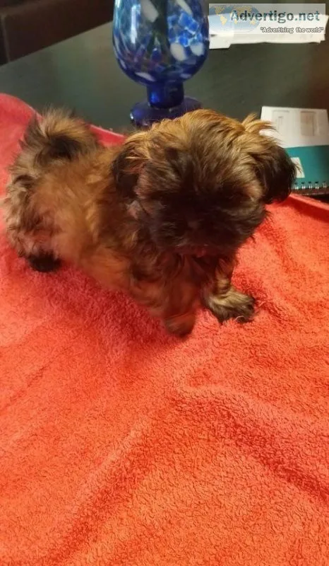 Nice and Healthy Shih Tzu Puppies Available