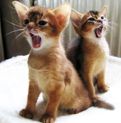 Ready Now. ABYSSINIAN KITTENS 10 12 week.